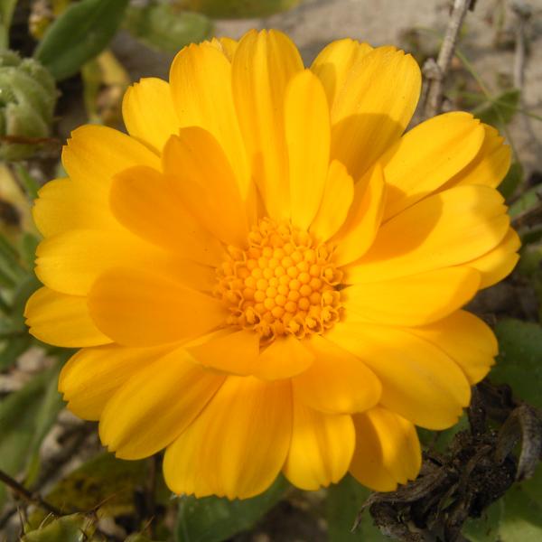 GartenRingelblume Calendula officialis Bienenroute